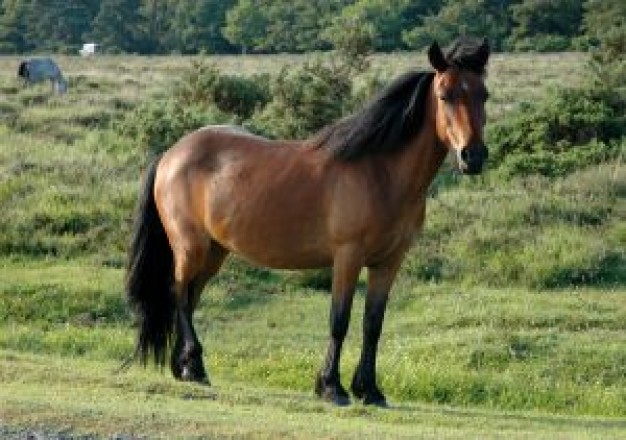 New Forest newforest Pony ponies 1 about New Forest pony Horse